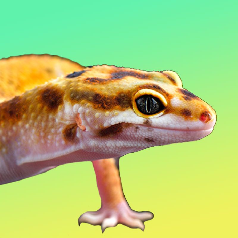 Пятнистый эублефар